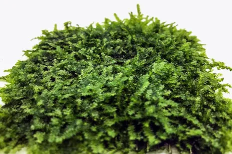 Mini Christmas Moss on Stainless Steel