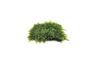 Mini Christmas Moss on Stainless Steel